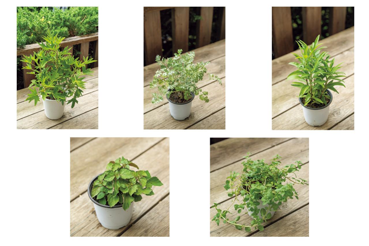 夏におすすめ【虫よけにもなる植物】5選｜ワームウッドからレモンゼラニウムまで