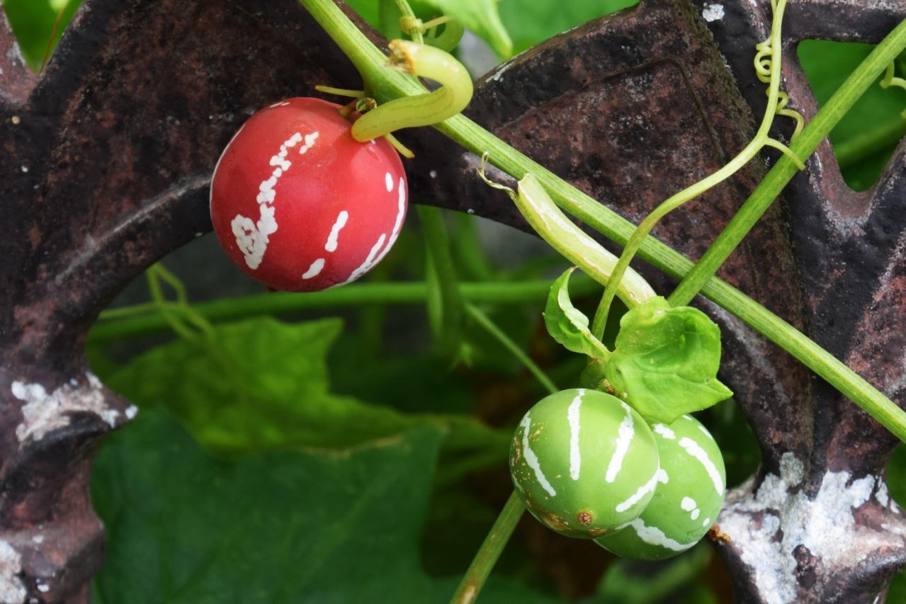 酷暑でもぐんぐん育つ！グリーンカーテンやフェンスに使える夏のつる性植物【8選】（画像12）