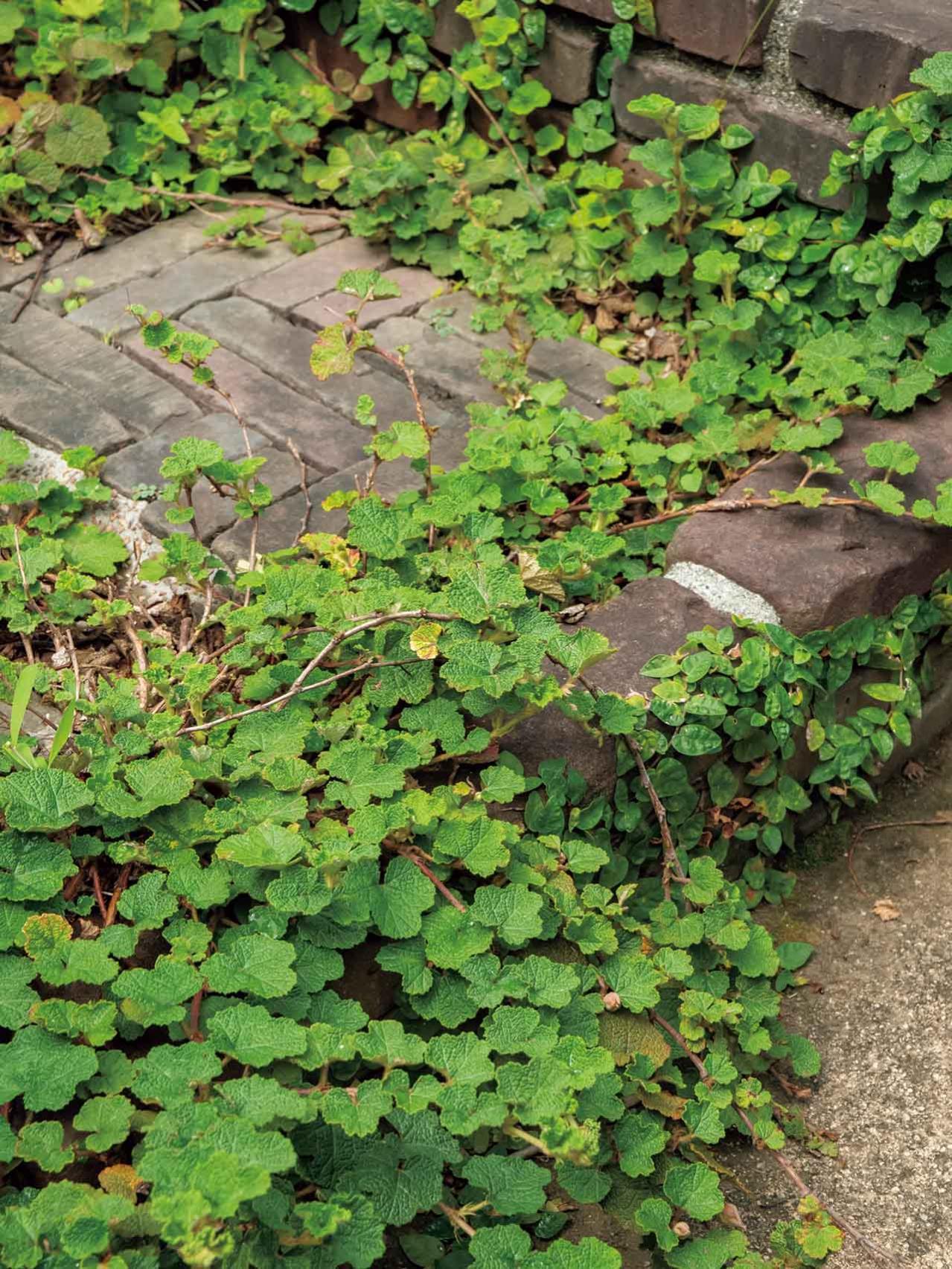 夏の暑さで植物を弱らせないために今できること3つ｜地温を下げるグラウンドカバー・二重鉢・日陰づくり（画像5）