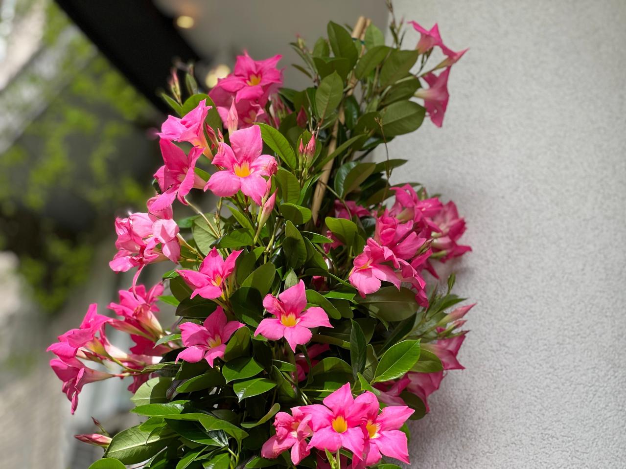 酷暑でもぐんぐん育つ！グリーンカーテンやフェンスに使える夏のつる性植物【8選】（画像4）