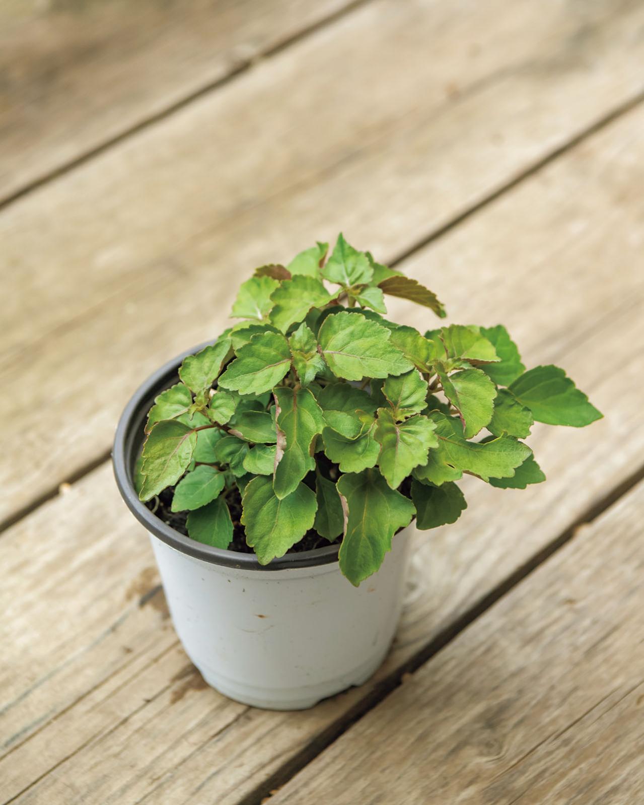 夏におすすめ【虫よけにもなる植物】5選｜ワームウッドからレモンゼラニウムまで（画像4）