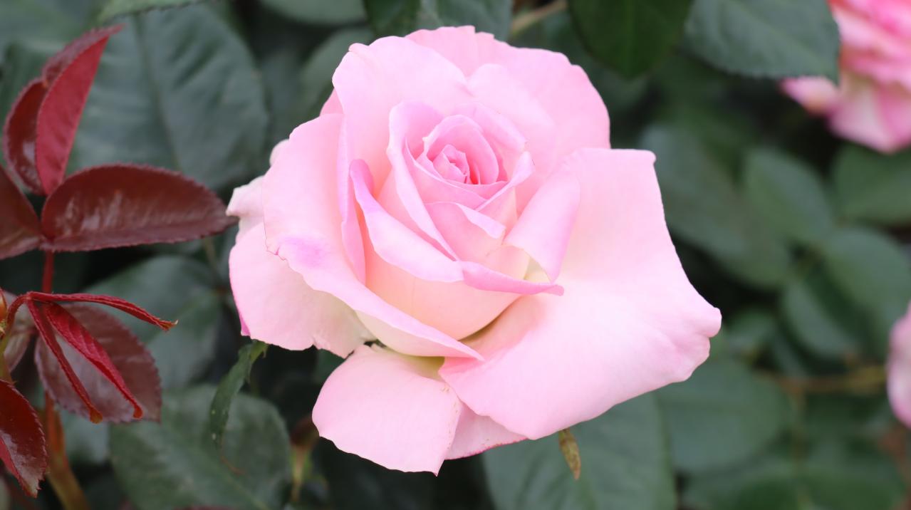赤・白・ピンク・黄…バラの花色に込められた意味とは？贈り方にも役立つ色のメッセージ（画像4）