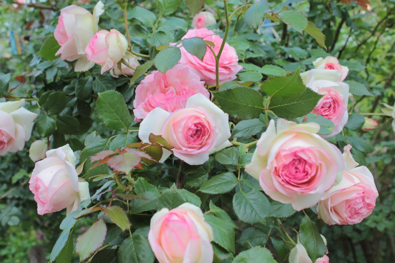 赤・白・ピンク・黄…バラの花色に込められた意味とは？贈り方にも役立つ色のメッセージ