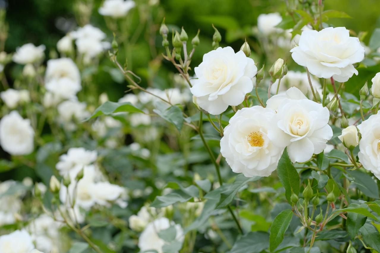 赤・白・ピンク・黄…バラの花色に込められた意味とは？贈り方にも役立つ色のメッセージ（画像2）