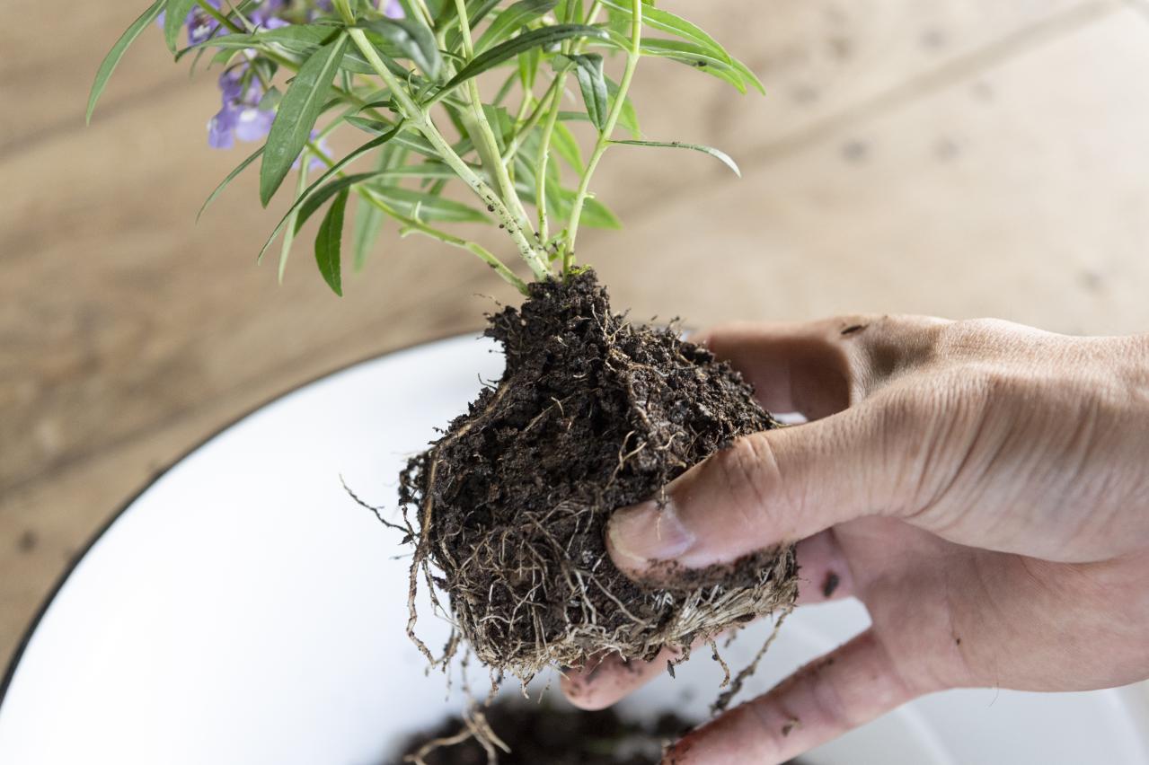 酷暑でも涼しげに咲く【ブルー＆パープルの夏の寄せ植え】2例｜センスよく作る2つのポイントとは？（画像12）