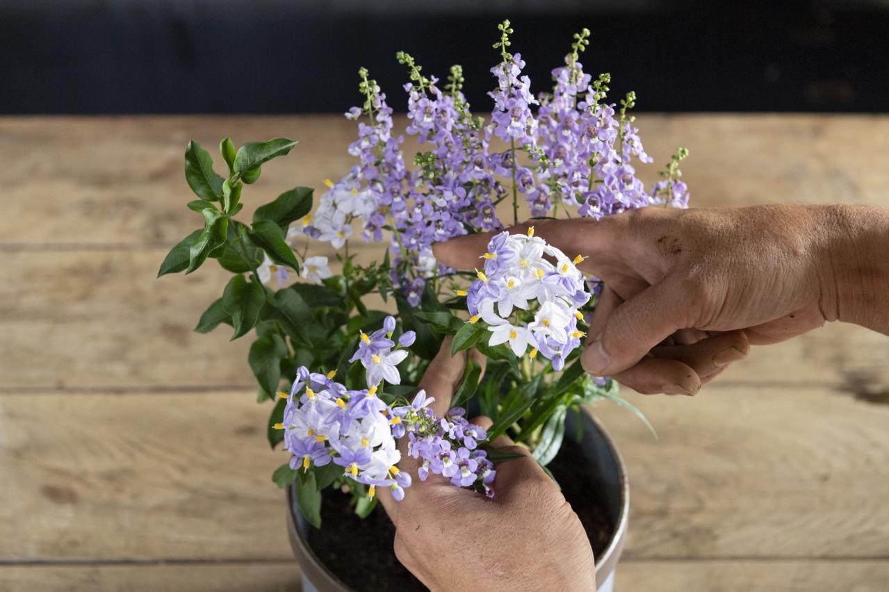 酷暑でも涼しげに咲く【ブルー＆パープルの夏の寄せ植え】2例｜センスよく作る2つのポイントとは？（画像14）