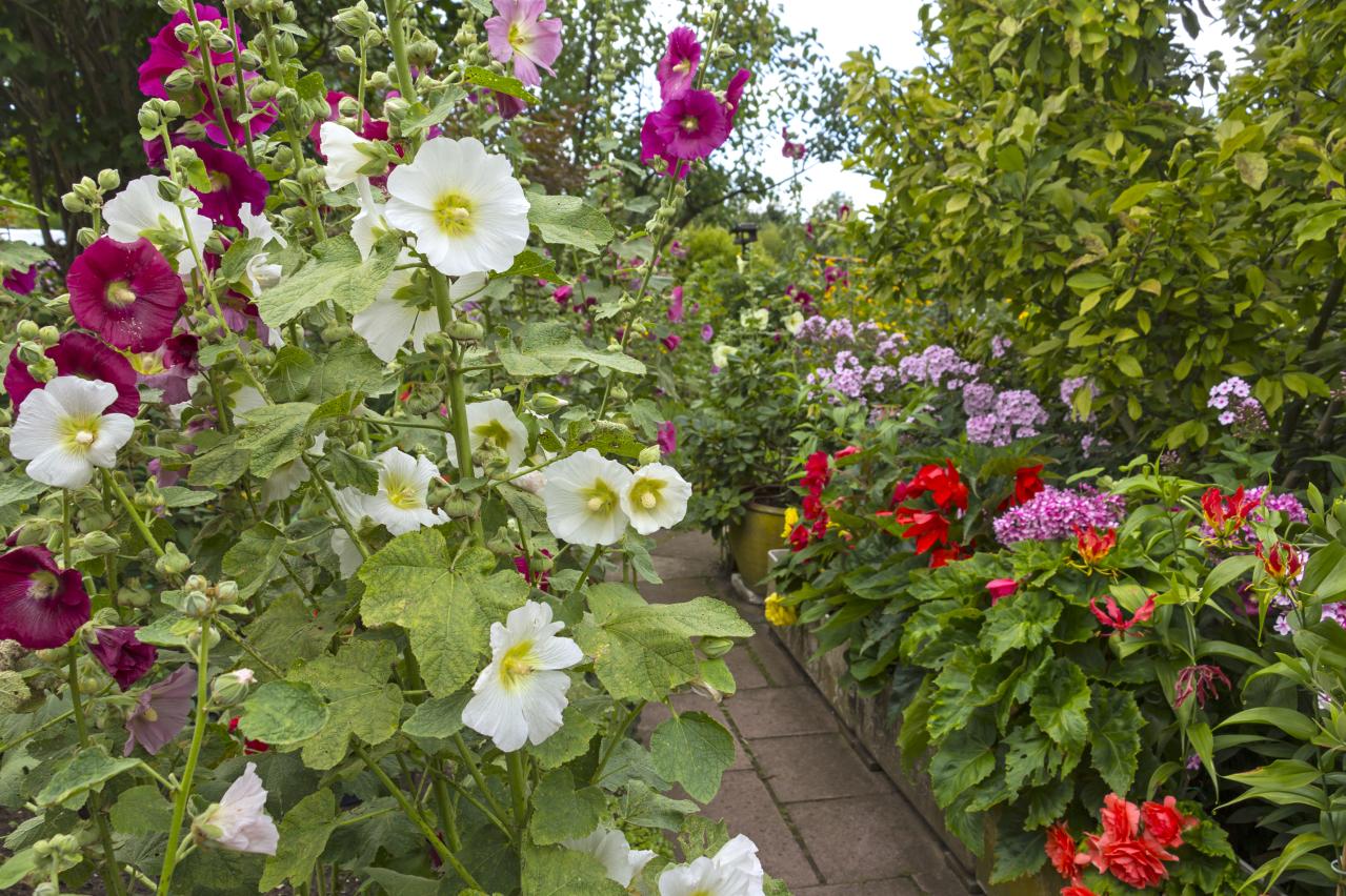 夏の庭が暑すぎる…そんな年こそ植えたい「野趣ある花」8選　オシロイバナからメドーセージまで