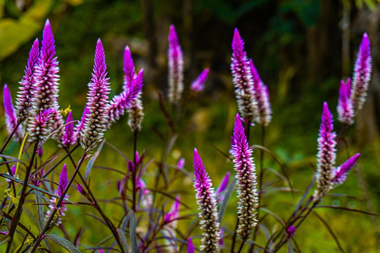 夏の庭が暑すぎる…そんな年こそ植えたい「野趣ある花」8選　オシロイバナからメドーセージまで（画像10）
