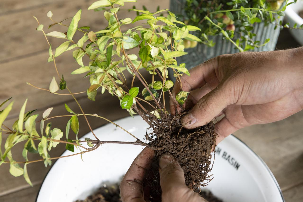 暑さに強く秋まで咲き続ける【ウォームカラーの夏の寄せ植え】株分けした葉ものがセンスアップのカギ！（画像5）