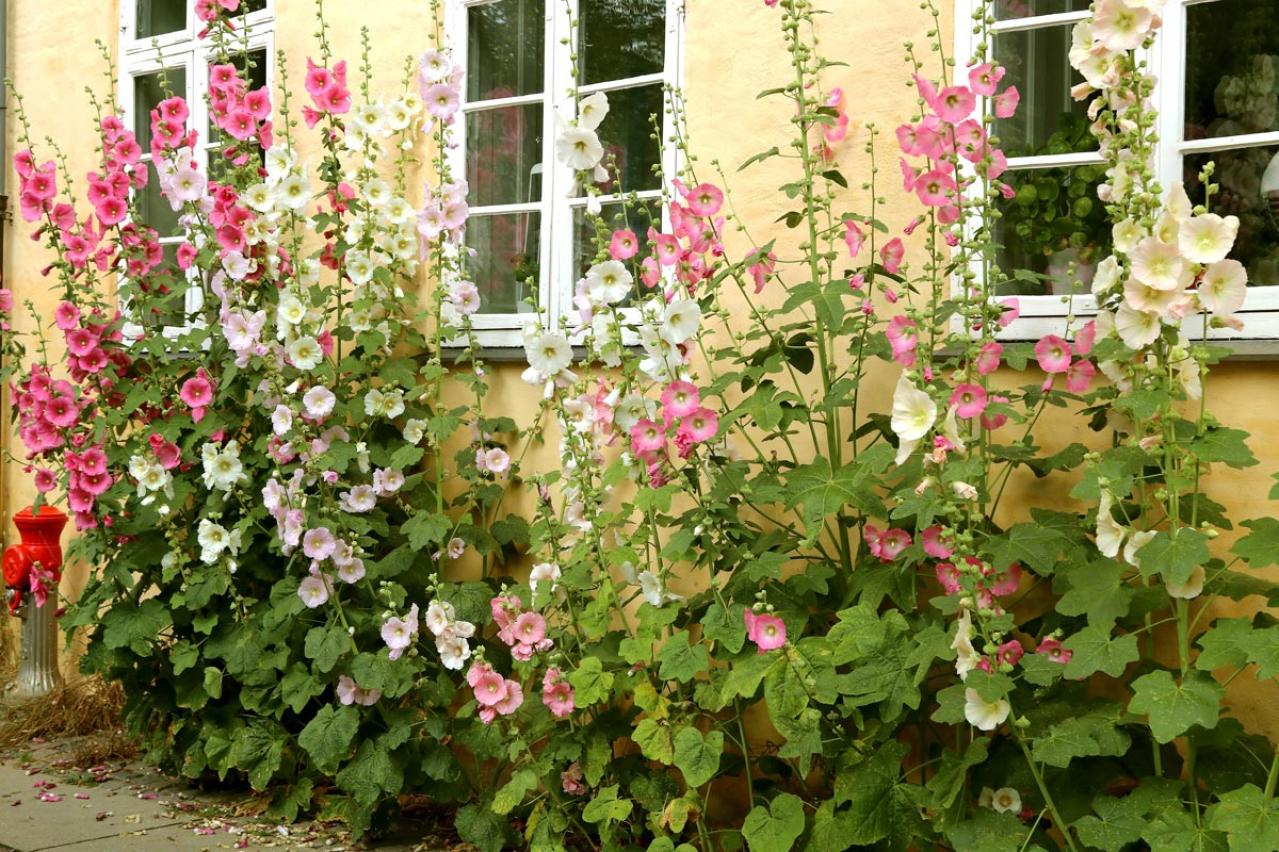 夏の庭が暑すぎる…そんな年こそ植えたい「野趣ある花」8選　オシロイバナからメドーセージまで（画像7）