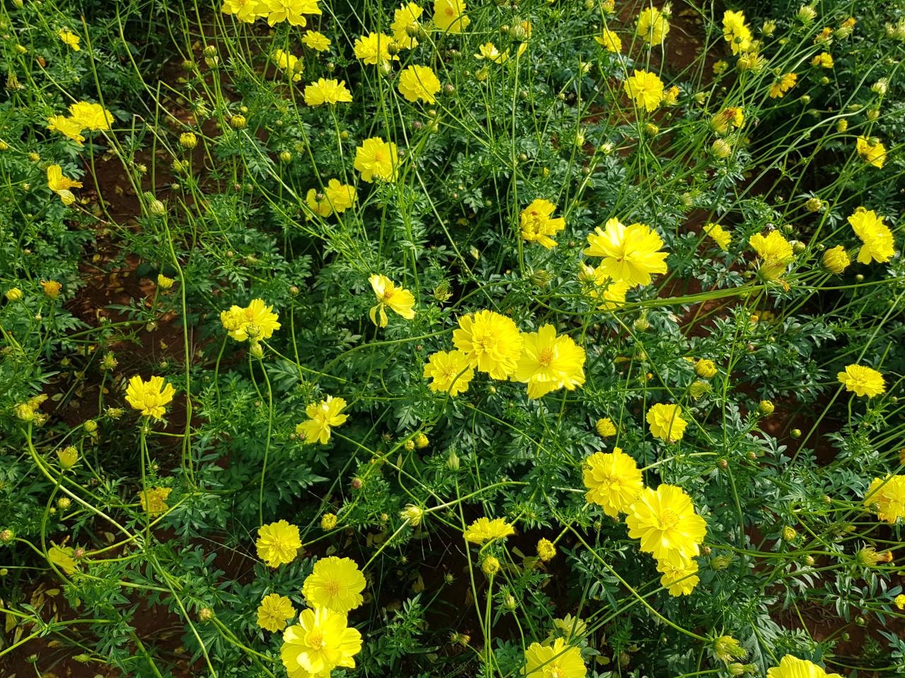 夏の庭が暑すぎる…そんな年こそ植えたい「野趣ある花」8選　オシロイバナからメドーセージまで（画像4）