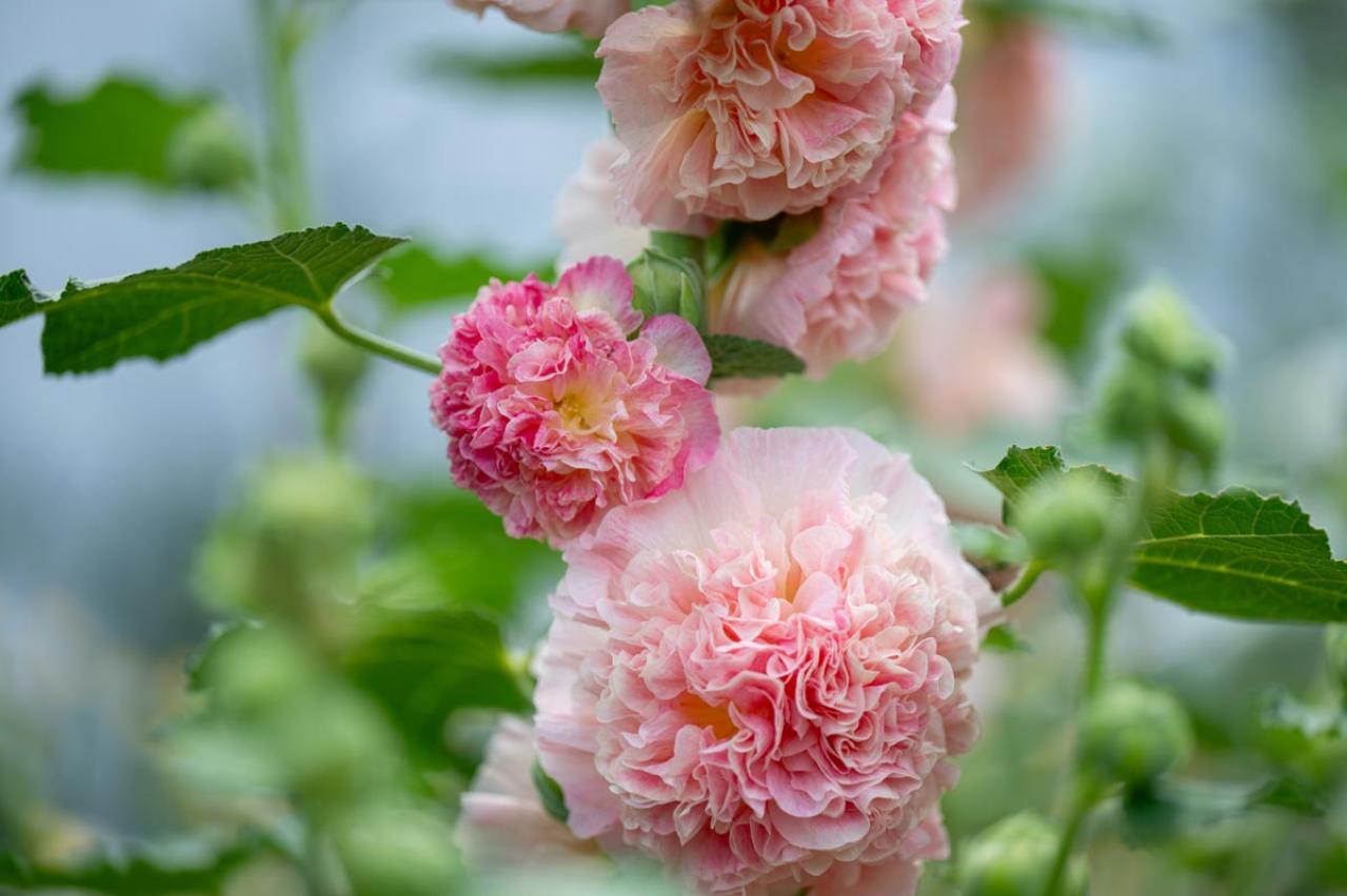 夏の庭が暑すぎる…そんな年こそ植えたい「野趣ある花」8選　オシロイバナからメドーセージまで（画像6）