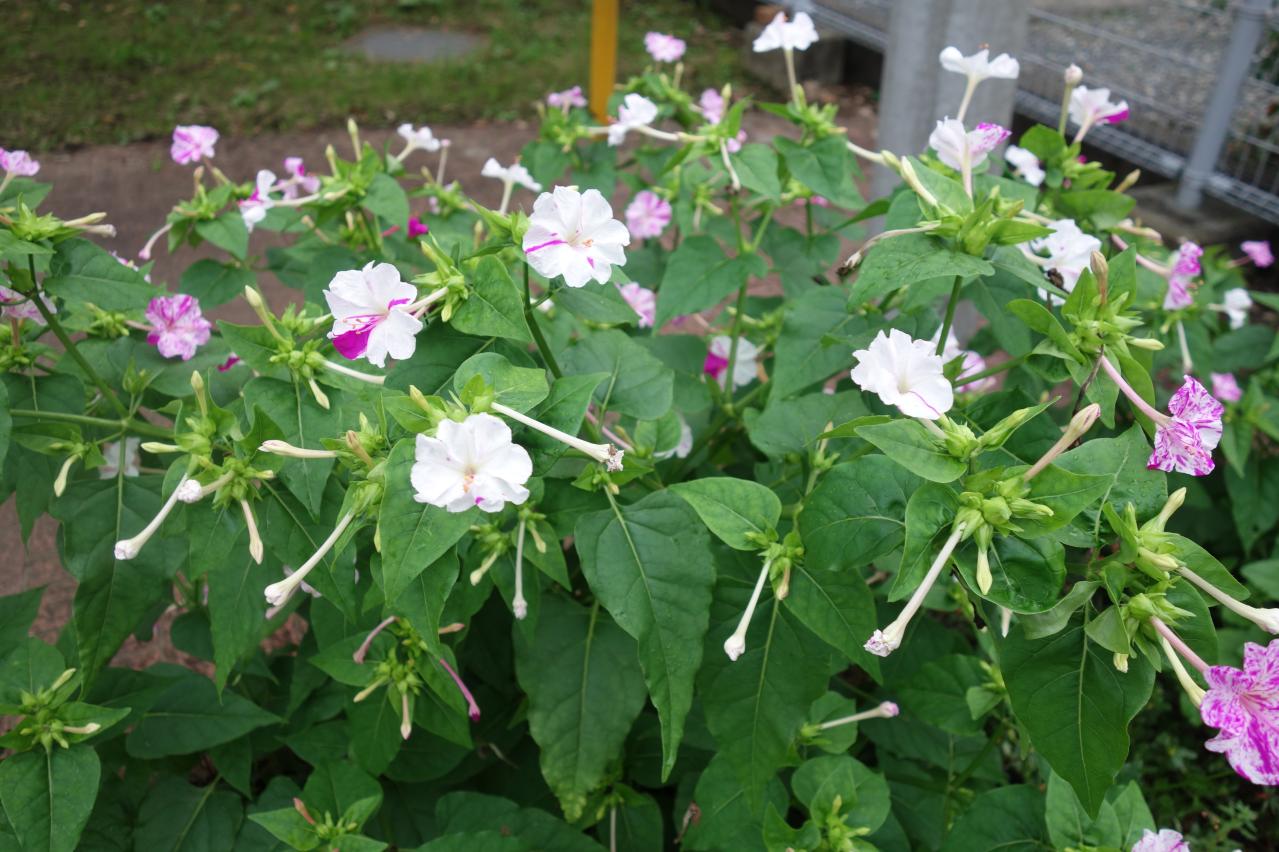 夏の庭が暑すぎる…そんな年こそ植えたい「野趣ある花」8選　オシロイバナからメドーセージまで（画像2）