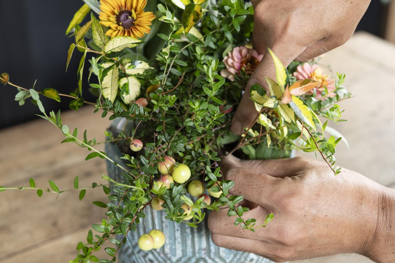 暑さに強く秋まで咲き続ける【ウォームカラーの夏の寄せ植え】株分けした葉ものがセンスアップのカギ！（画像7）