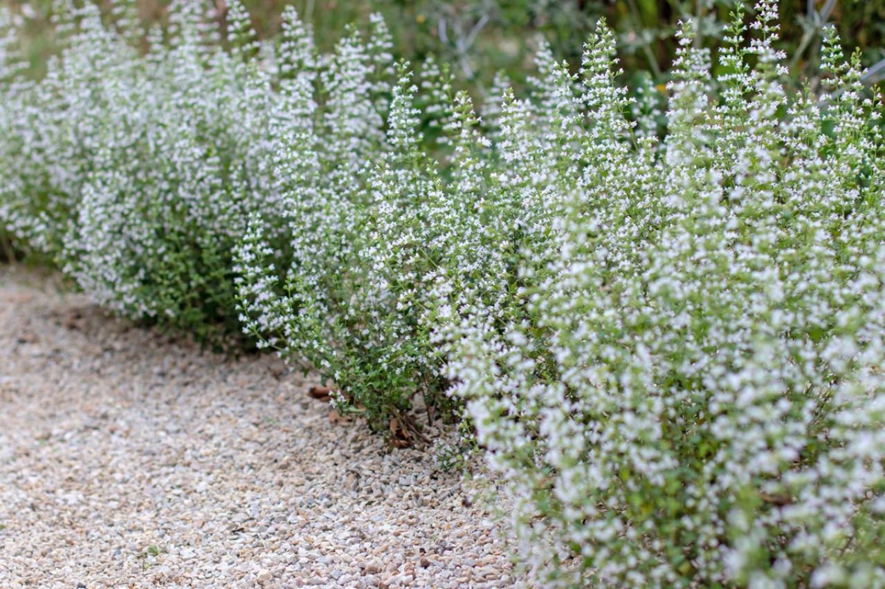 夏の庭が暑すぎる…そんな年こそ植えたい「野趣ある花」8選　オシロイバナからメドーセージまで（画像5）