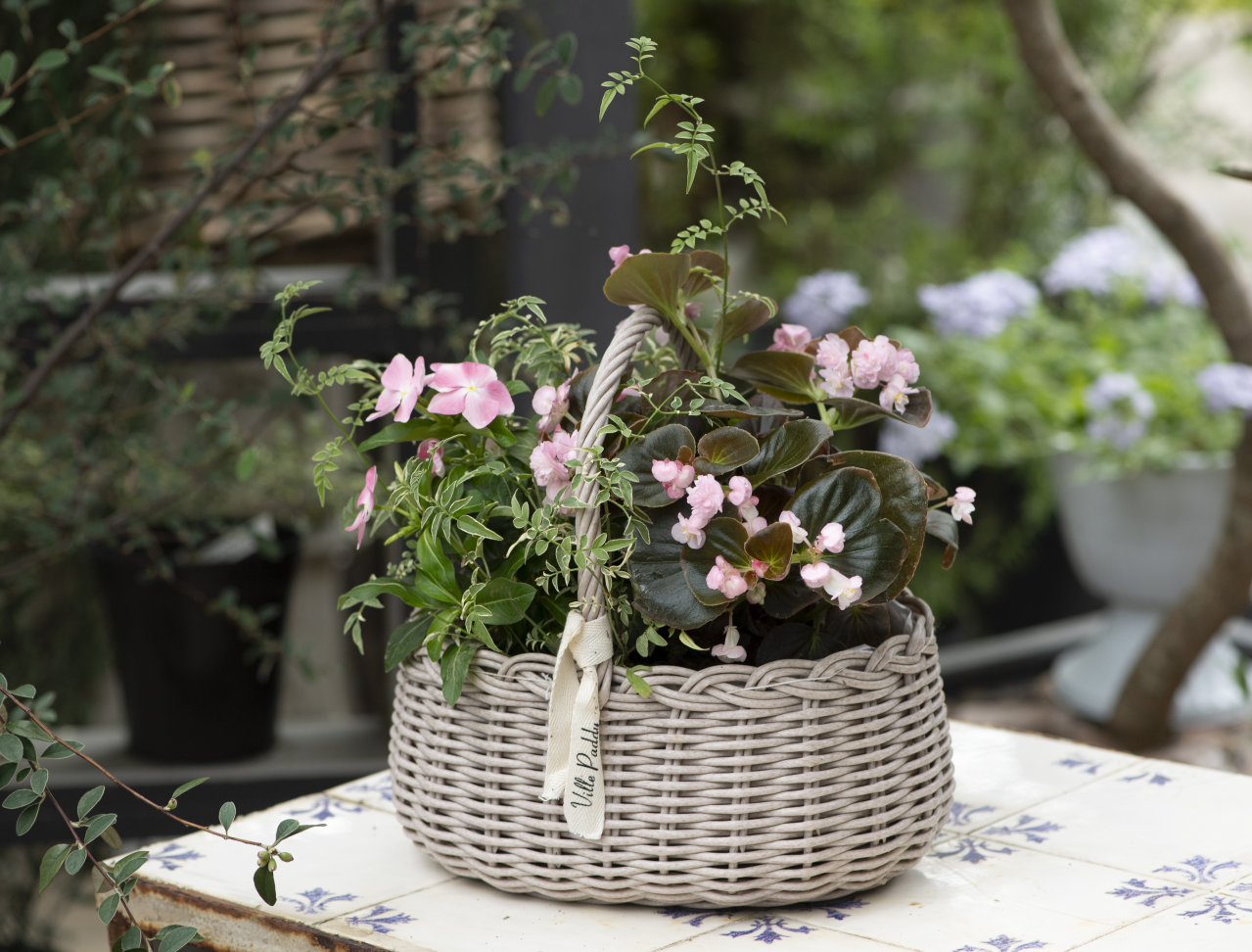 暑さに強く秋まで咲き続ける【ウォームカラーの夏の寄せ植え】株分けした葉ものがセンスアップのカギ！（画像8）