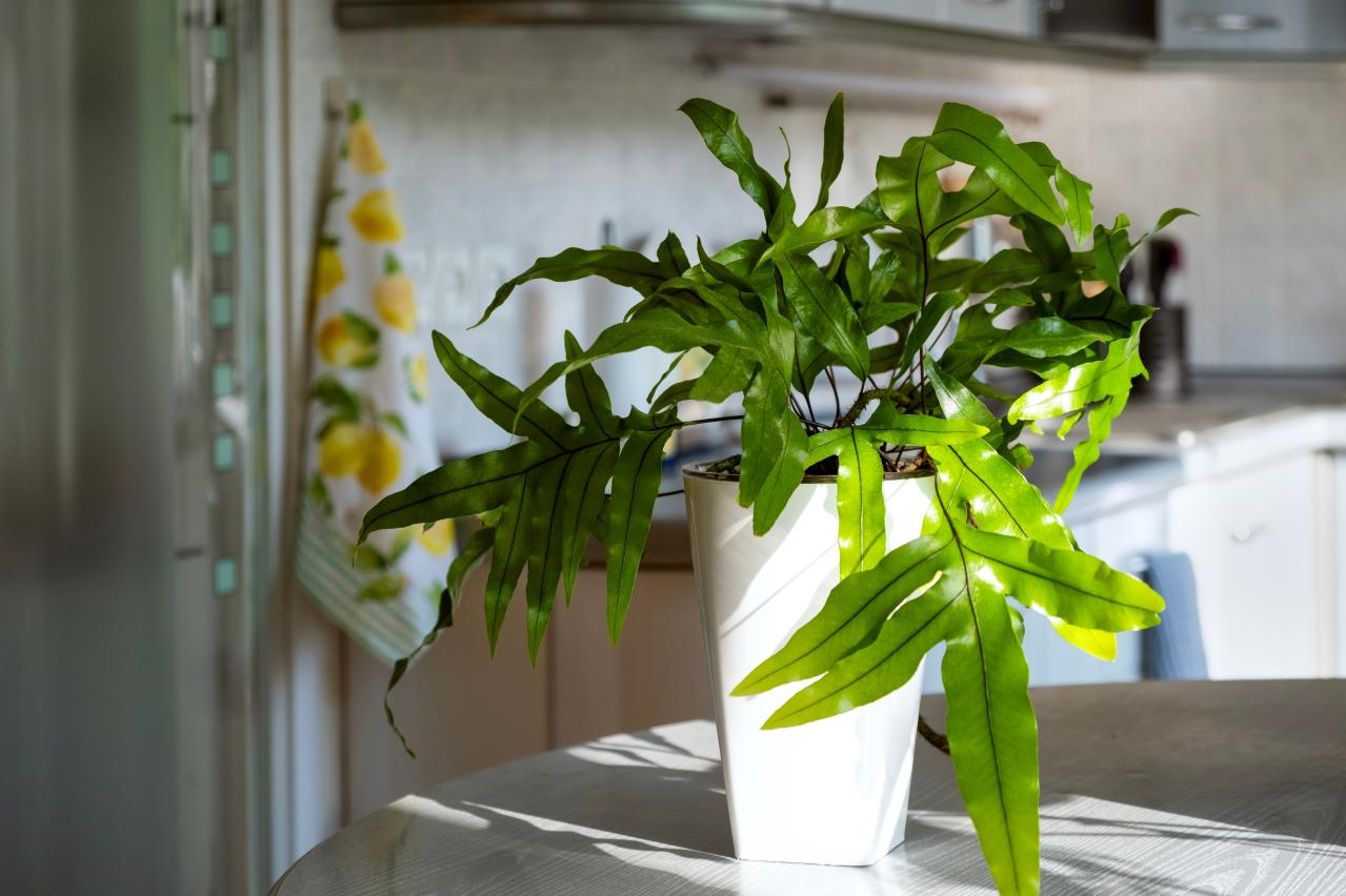 猛暑でも涼しげ！シダ植物の魅力と育て方のコツ　日陰や室内でも楽しめるおすすめ【8選】（画像11）