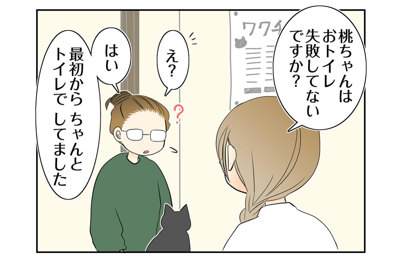 【マンガ・老猫日誌＃111】保護宅で2日間動かなかった桃姐の秘密〜思い出の老猫日誌・桃姐と小論