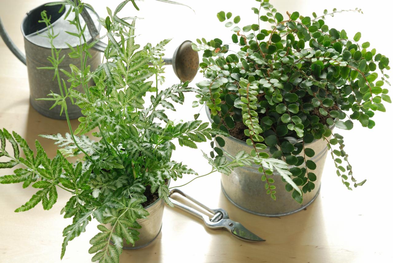 猛暑でも涼しげ！シダ植物の魅力と育て方のコツ　日陰や室内でも楽しめるおすすめ【8選】（画像4）