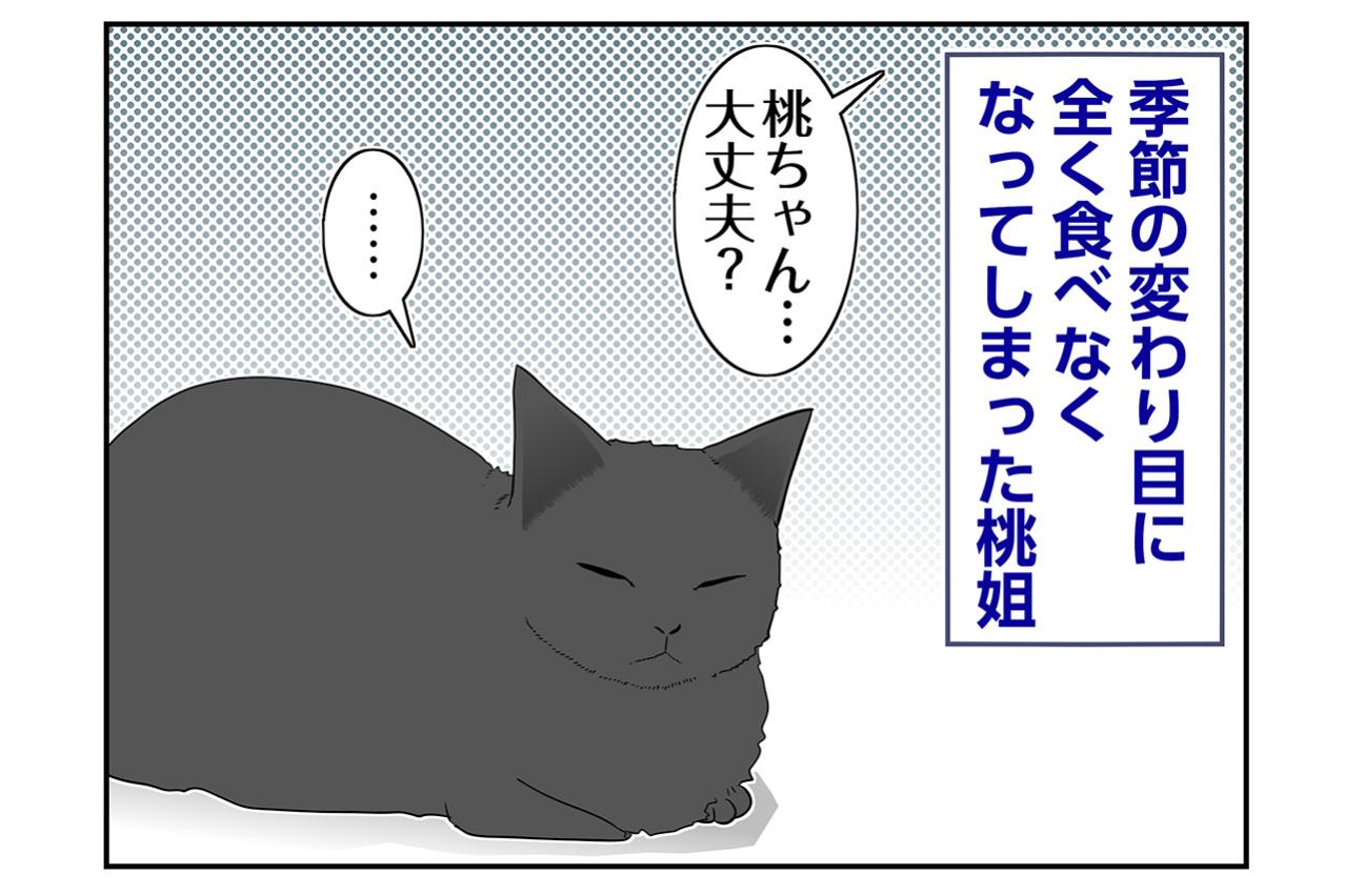 【マンガ・老猫日誌＃106】器のゴハンが全く減らなかった日々〜思い出の老猫日誌・桃姐と小論