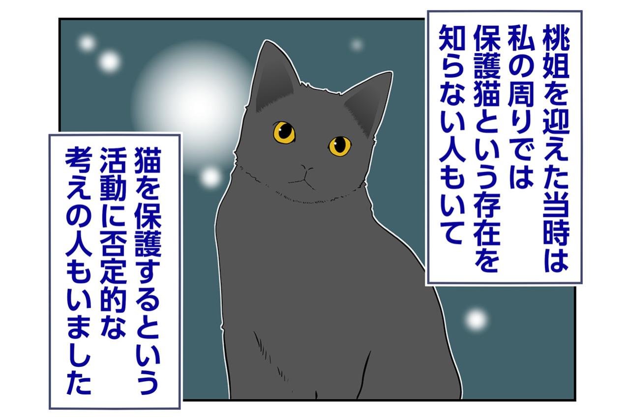 【マンガ・老猫日誌＃100】保護猫活動に否定的だった同僚とのやりとり〜思い出の老猫日誌・桃姐と小論
