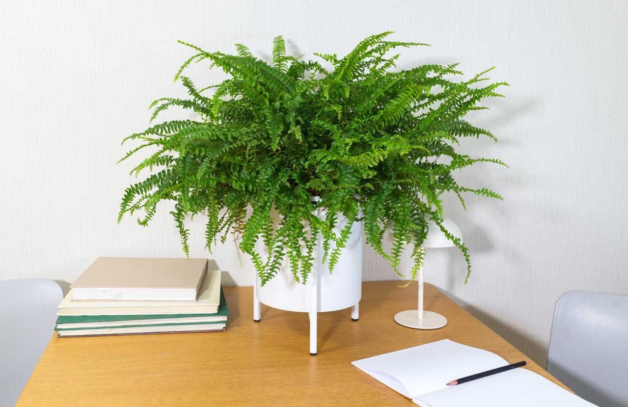 猛暑でも涼しげ！シダ植物の魅力と育て方のコツ　日陰や室内でも楽しめるおすすめ【8選】（画像17）