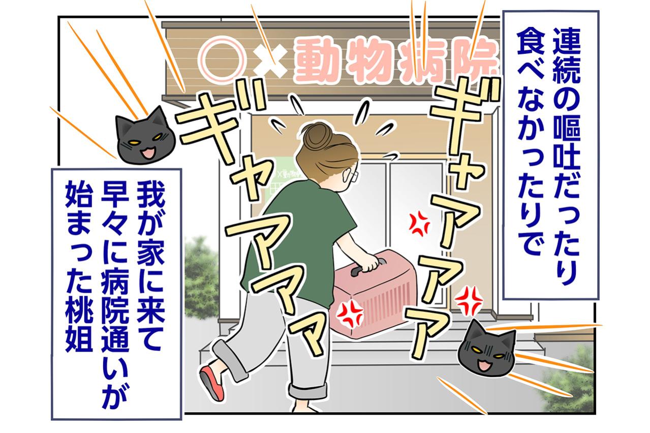【マンガ・老猫日誌＃108】早々に始まった桃姐の病院通い〜思い出の老猫日誌・桃姐と小論