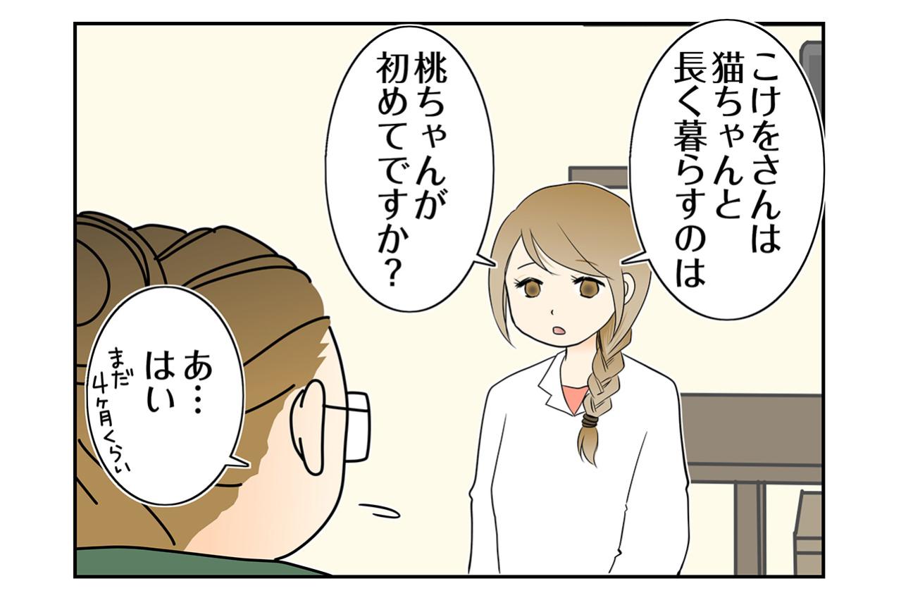【マンガ・老猫日誌＃112】「初心者には難しい子」と言われた理由〜思い出の老猫日誌・桃姐と小論