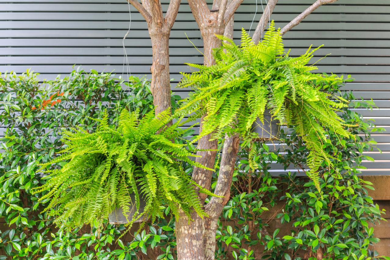 猛暑でも涼しげ！シダ植物の魅力と育て方のコツ　日陰や室内でも楽しめるおすすめ【8選】（画像18）