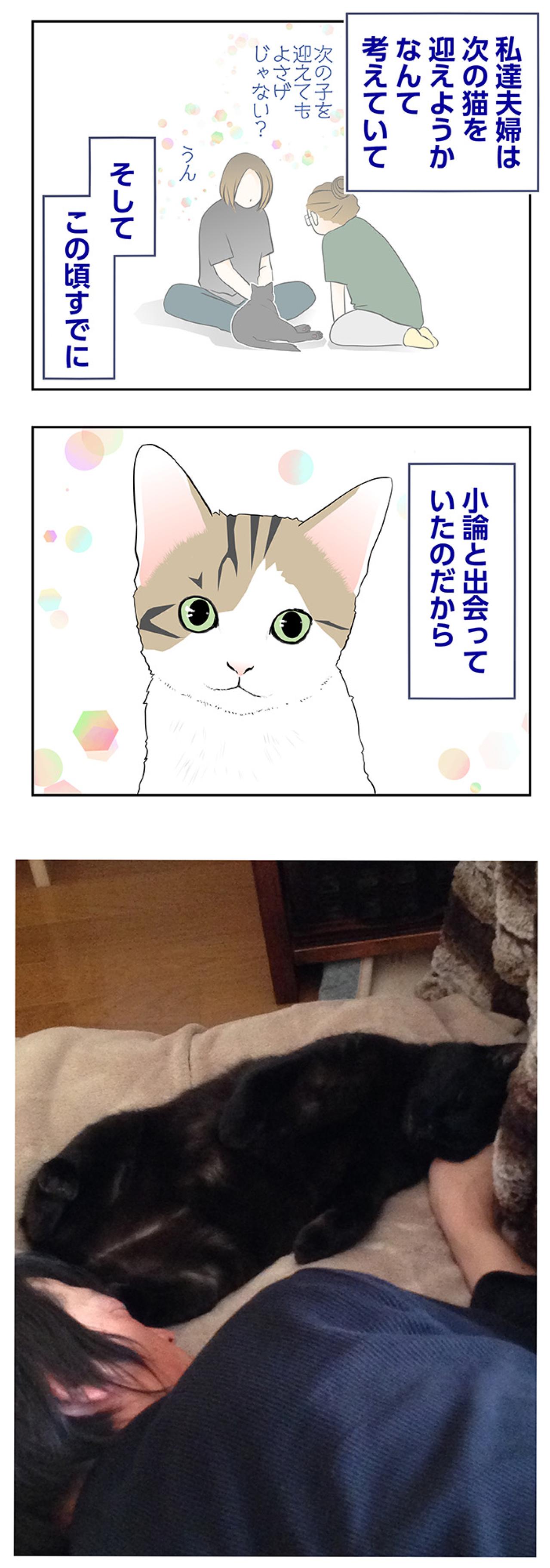 【マンガ・老猫日誌＃123】ウザがられてたかも…それでも伝え続けた想い〜思い出の老猫日誌・桃姐と小論（画像3）