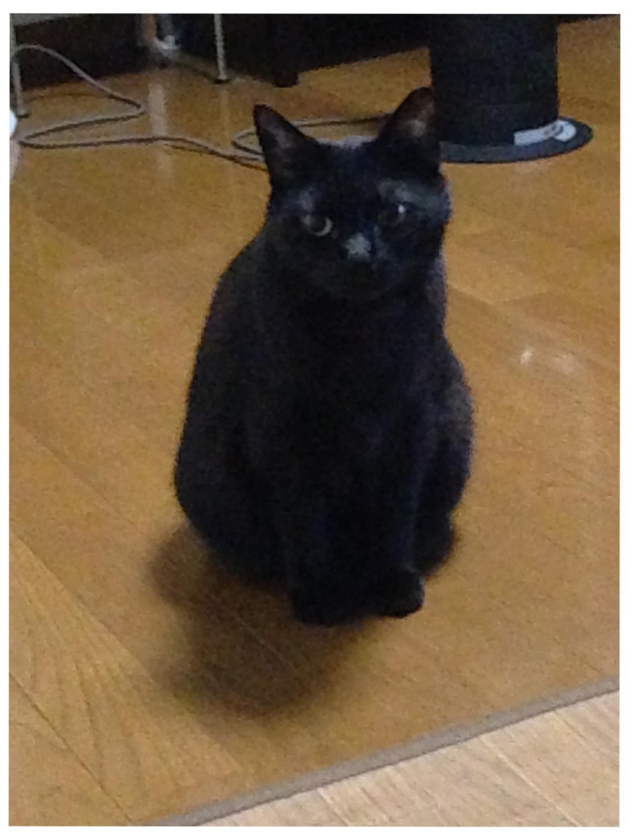 【マンガ・老猫日誌＃113】私が猫のことをわかってないから…と悩んだ日〜思い出の老猫日誌・桃姐と小論（画像3）