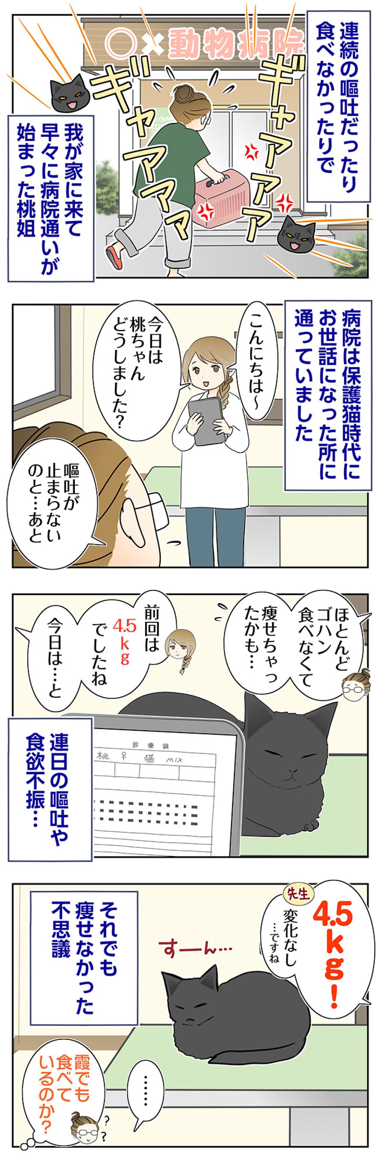 【マンガ・老猫日誌＃108】早々に始まった桃姐の病院通い〜思い出の老猫日誌・桃姐と小論（画像2）