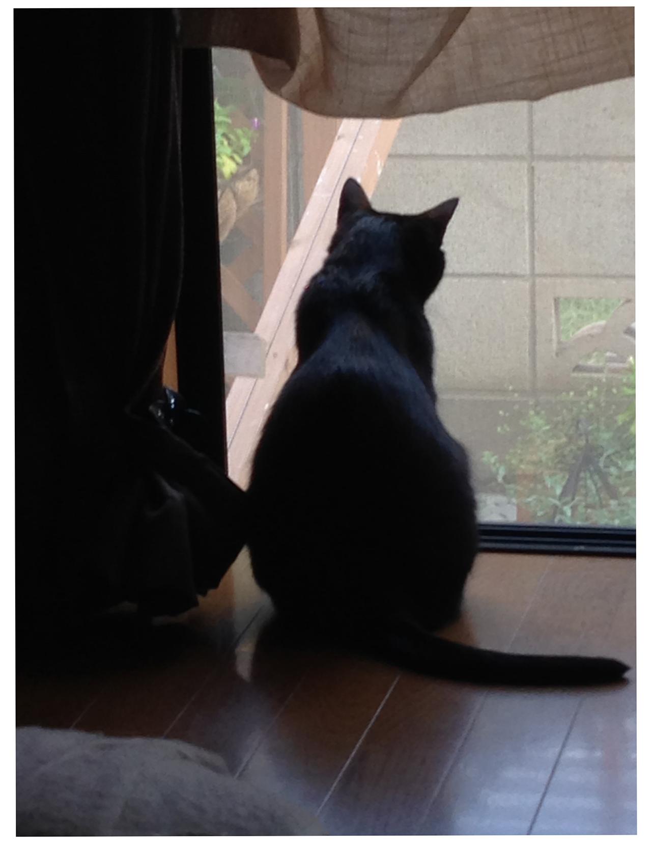 【マンガ・老猫日誌＃104】窓全開が招いた、まさかの事態〜思い出の老猫日誌・桃姐と小論（画像3）