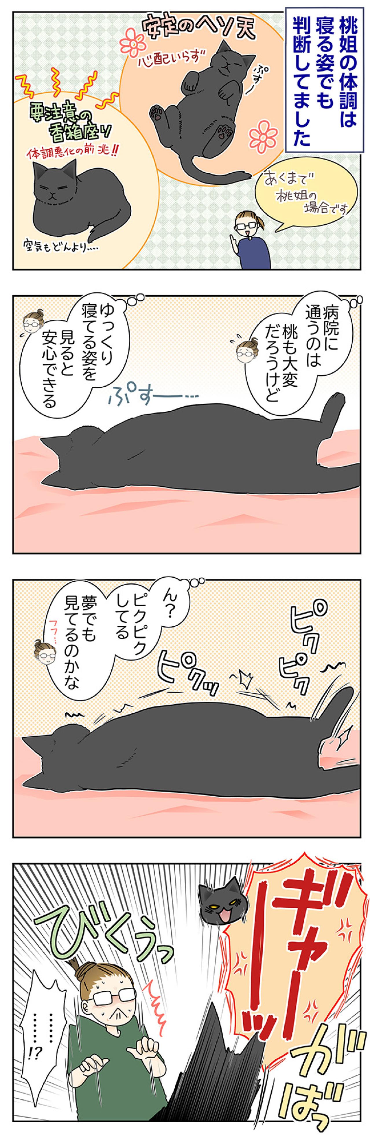 【マンガ・老猫日誌＃115】香箱座りは要注意…桃姐の体調サイン〜思い出の老猫日誌・桃姐と小論（画像2）