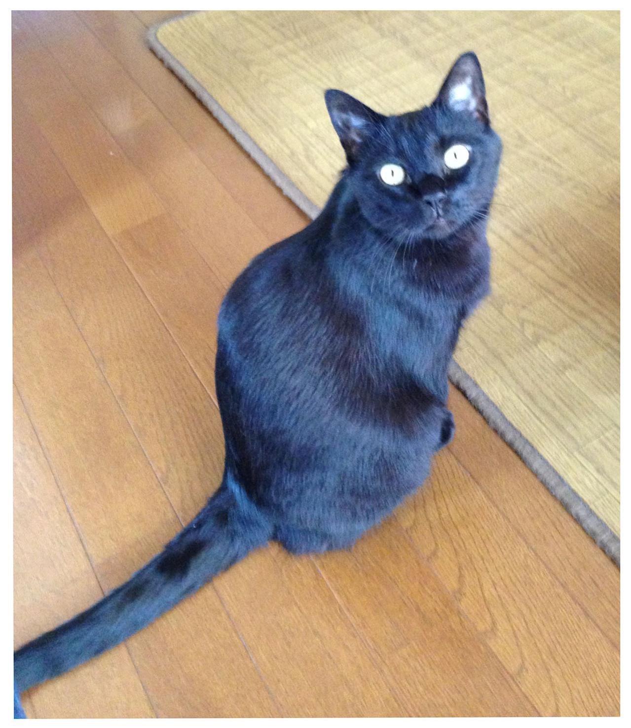【マンガ・老猫日誌＃119】保護猫＝可哀想、それは偏見かもしれないけど〜思い出の老猫日誌・桃姐と小論（画像3）