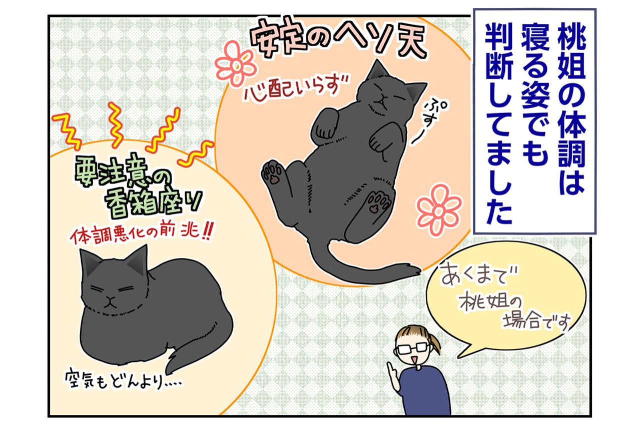 【マンガ・老猫日誌＃115】香箱座りは要注意…桃姐の体調サイン〜思い出の老猫日誌・桃姐と小論