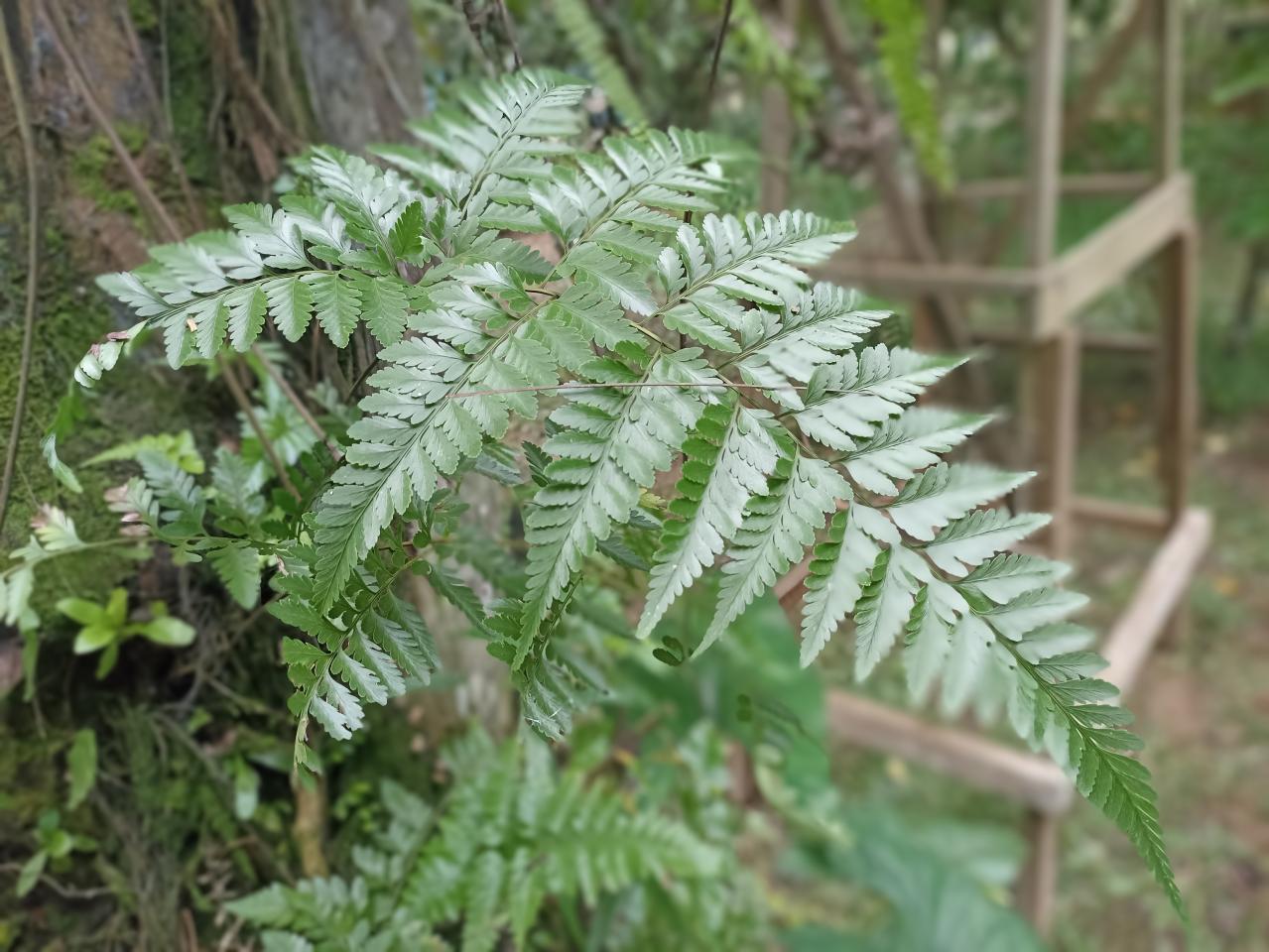 猛暑でも涼しげ！シダ植物の魅力と育て方のコツ　日陰や室内でも楽しめるおすすめ【8選】（画像10）