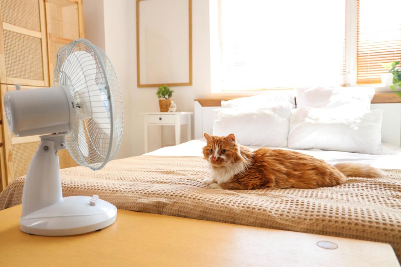 寝室の温度、何℃が正解？ 夏バテを防ぐ自律神経の「3つの習慣」を医師が解説