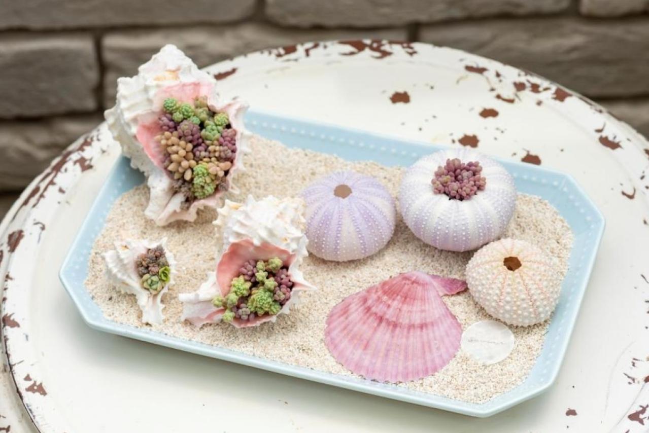 夏の室内でも涼しく楽しめる【多肉植物＆サボテン】の寄せ植え3アイデア
