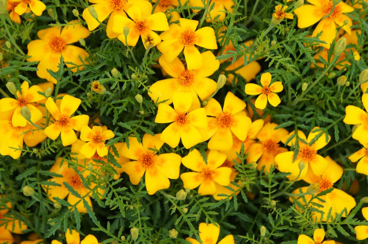 夏の庭に花が少ない…そんな時こそ【マリーゴールド】11月ごろまで咲かせる育て方と花がら摘みのコツ（画像8）