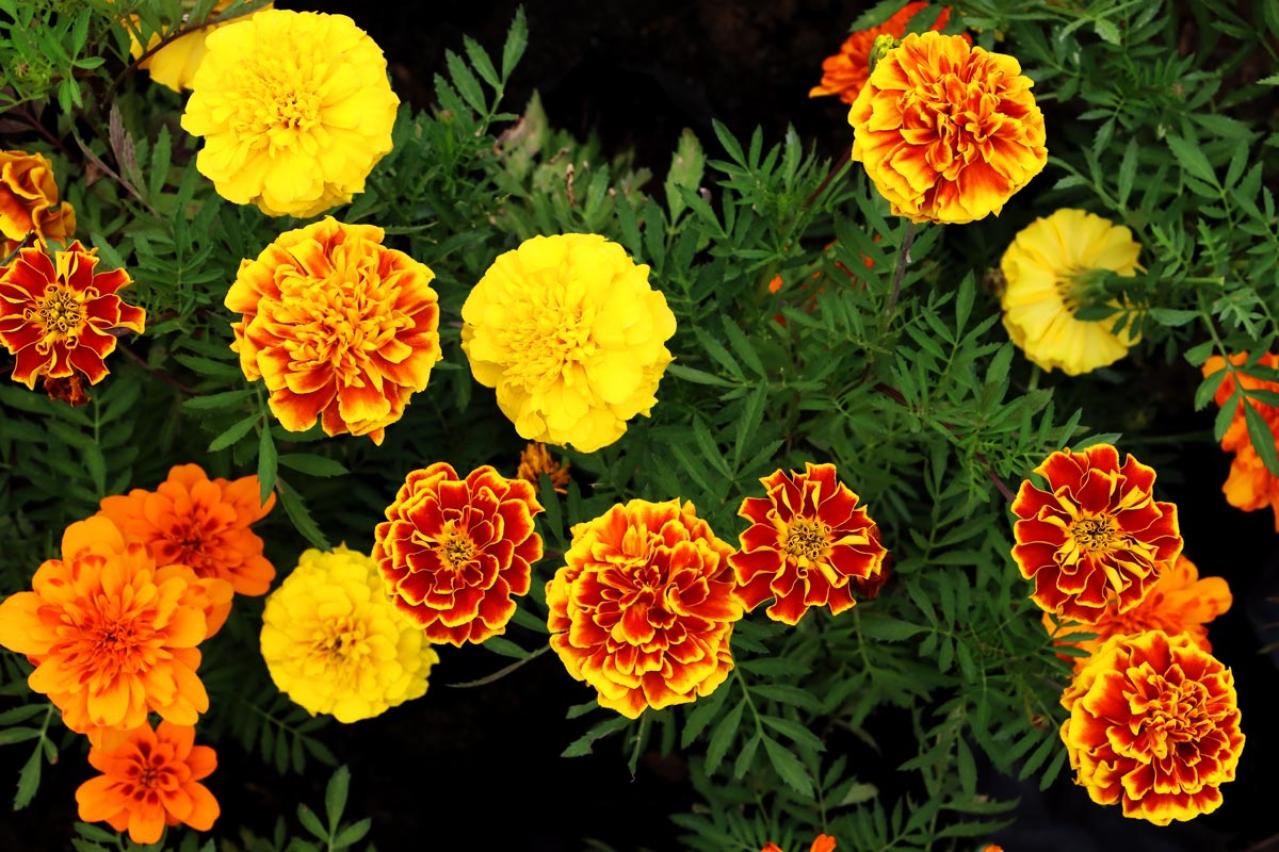 夏の庭に花が少ない…そんな時こそ【マリーゴールド】11月ごろまで咲かせる育て方と花がら摘みのコツ（画像2）
