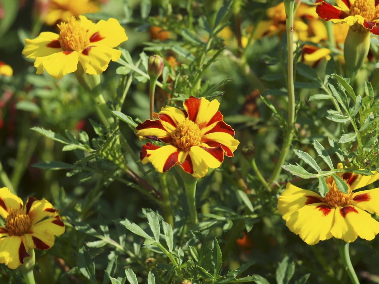 夏の庭に花が少ない…そんな時こそ【マリーゴールド】11月ごろまで咲かせる育て方と花がら摘みのコツ（画像3）