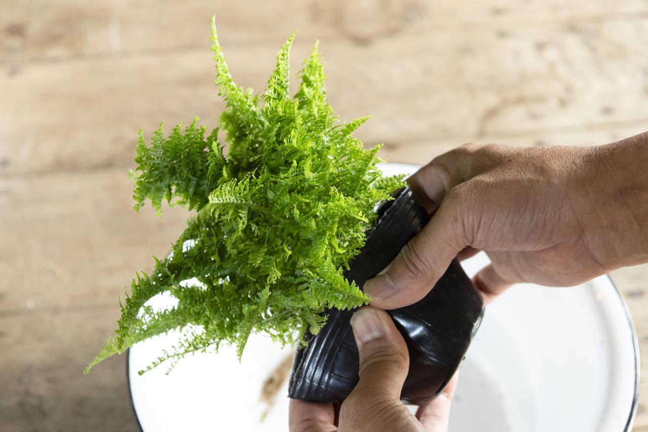 暑い季節も葉がきれいに楽しめる【観葉植物の寄せ植え】リース型も意外と簡単！（画像8）
