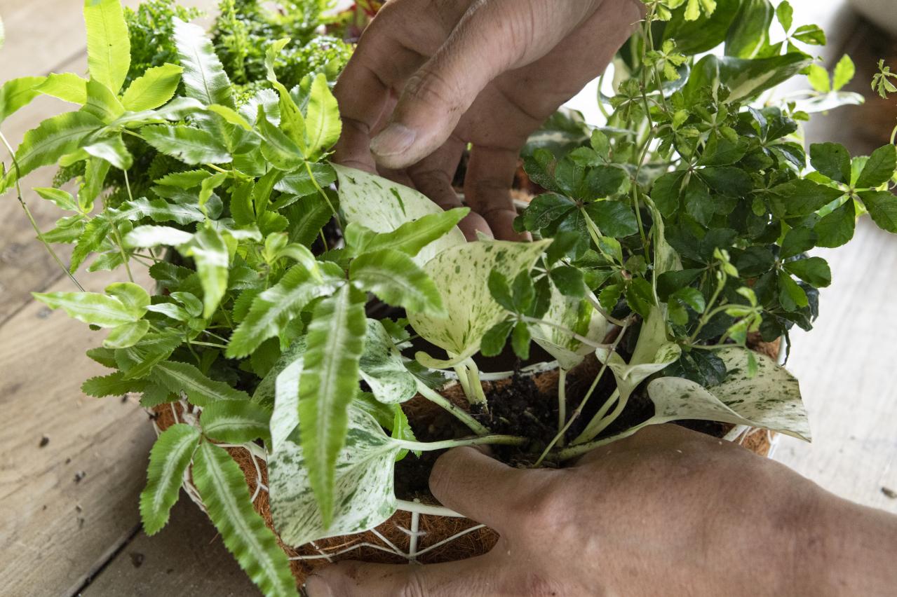 暑い季節も葉がきれいに楽しめる【観葉植物の寄せ植え】リース型も意外と簡単！（画像14）