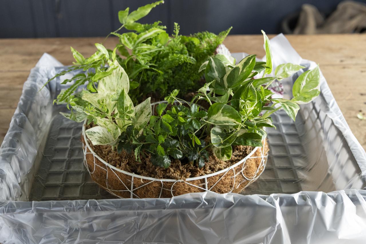 暑い季節も葉がきれいに楽しめる【観葉植物の寄せ植え】リース型も意外と簡単！（画像23）