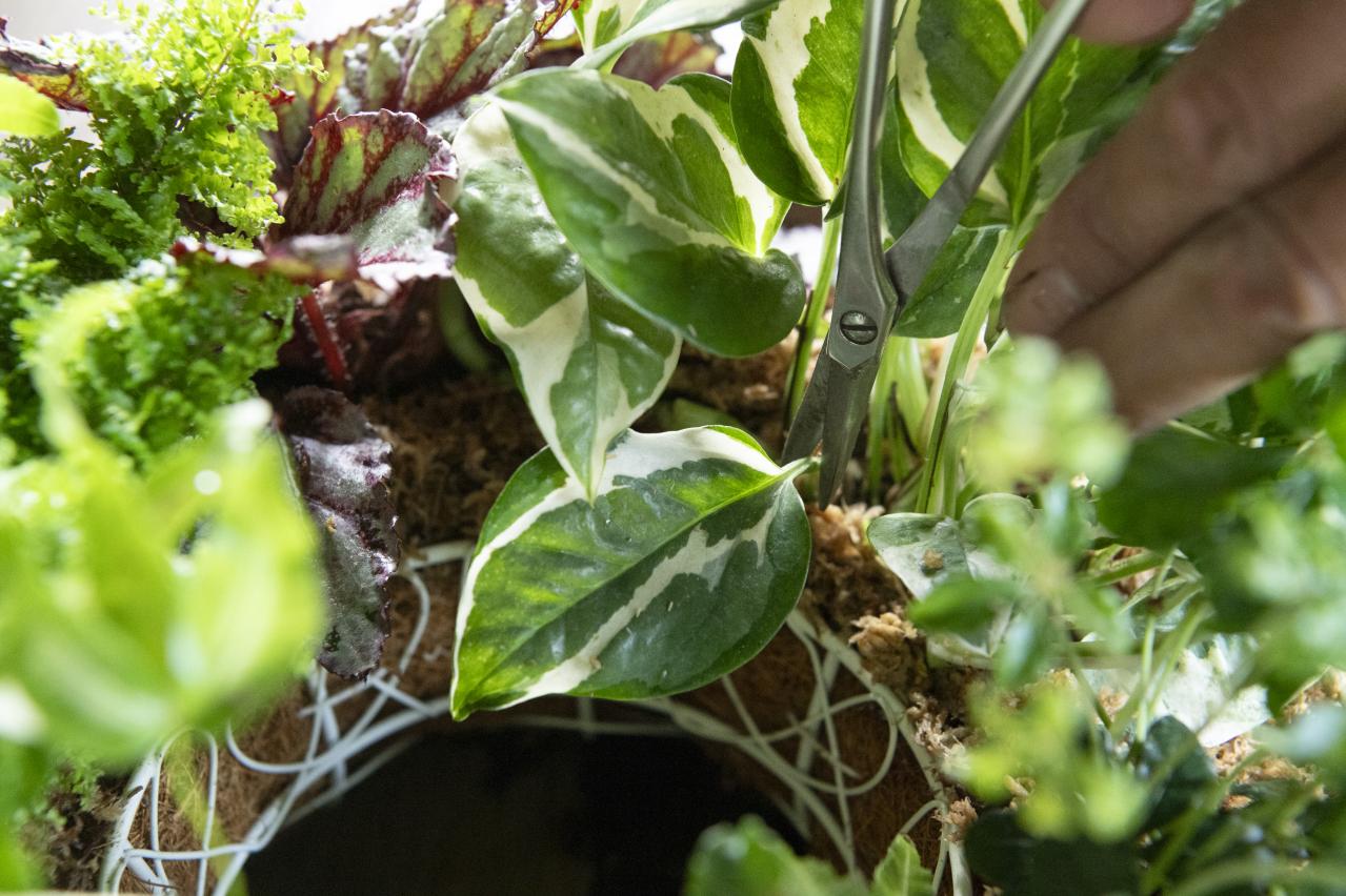 暑い季節も葉がきれいに楽しめる【観葉植物の寄せ植え】リース型も意外と簡単！（画像20）