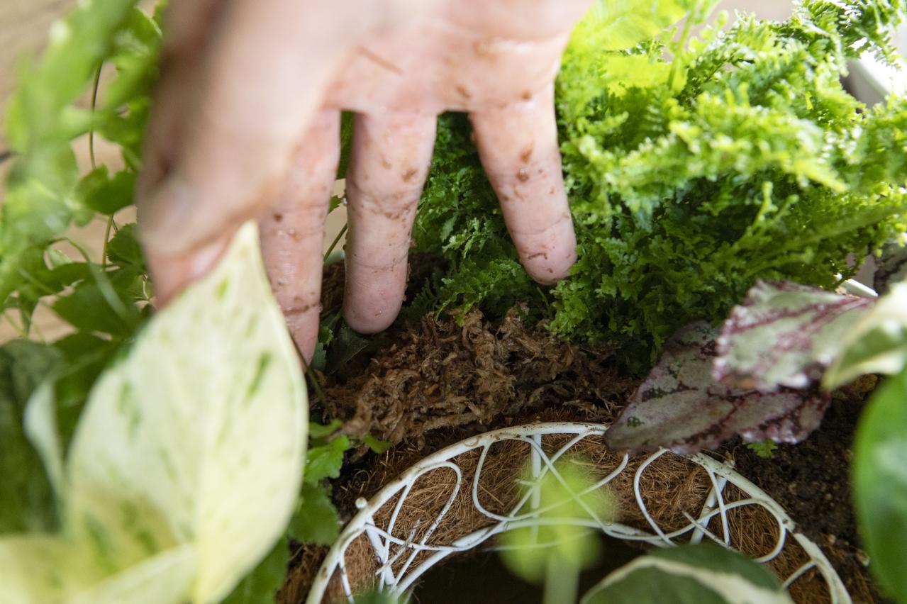 暑い季節も葉がきれいに楽しめる【観葉植物の寄せ植え】リース型も意外と簡単！（画像18）