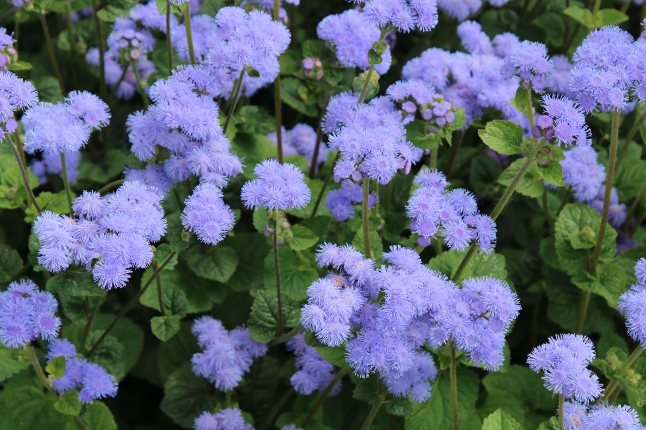 晩夏の庭・ベランダに涼を呼ぶ、秋まで咲くブルーの花【8選】多年草も（画像3）