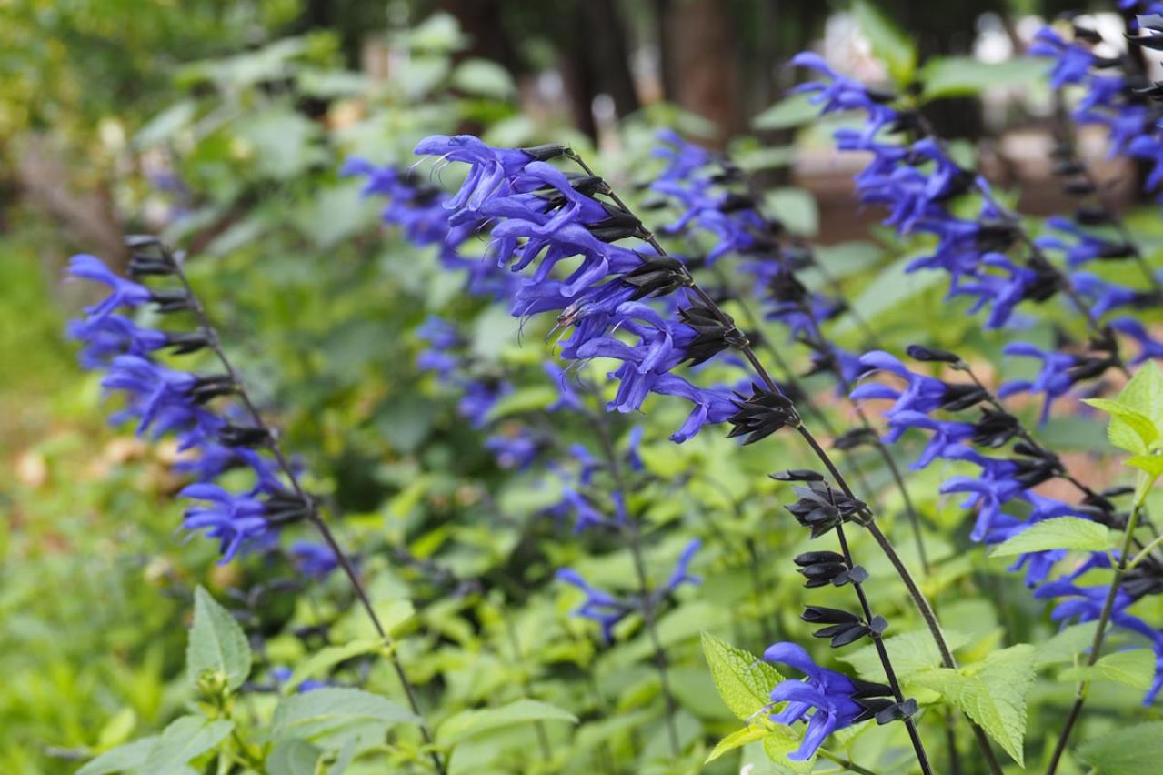 晩夏の庭・ベランダに涼を呼ぶ、秋まで咲くブルーの花【8選】多年草も