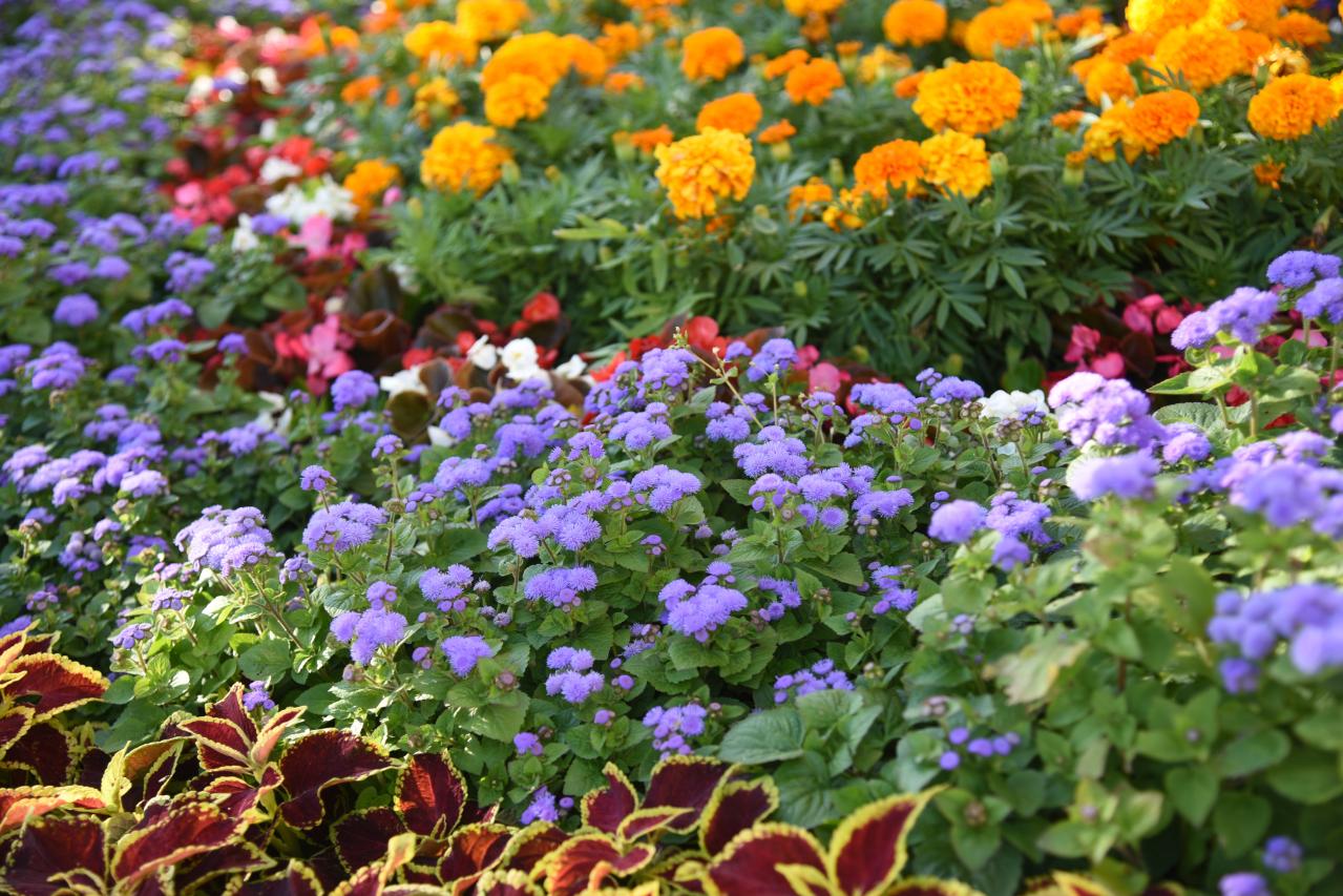 晩夏の庭・ベランダに涼を呼ぶ、秋まで咲くブルーの花【8選】多年草も（画像2）